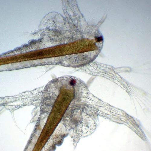 artemia-enriched-with-ori
